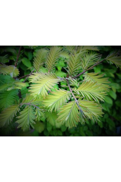 Метасеквоя Олл Бронзе